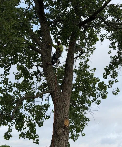 Tree Removal in Pantego 